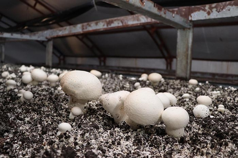 Memleketine döndü devlet desteği aldı: 6 çadır kurdu üretime geçti Gelen taleplere yetişemez oldum