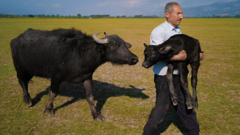 Çiftçi ve annesi tarafından takip edilen yeni doğmuş buzağı