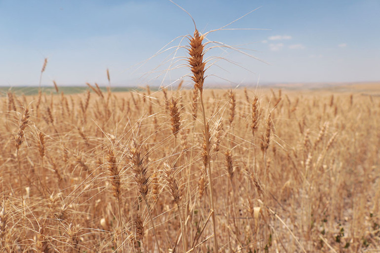 Enerji için sağlıklı besin