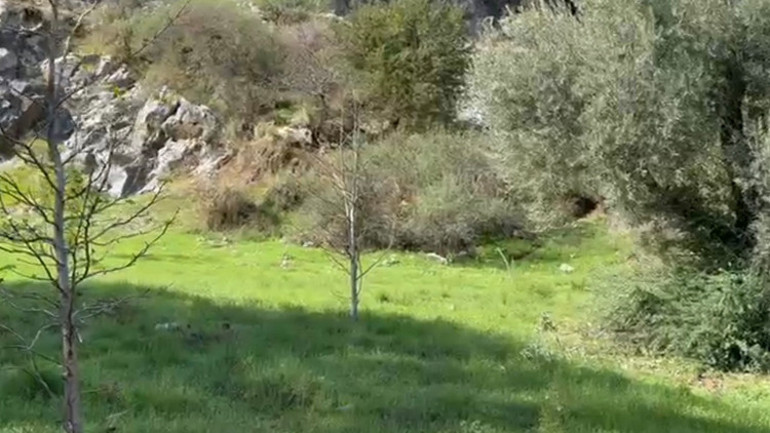 Marmarise Kadınlar için umut zeytinliği