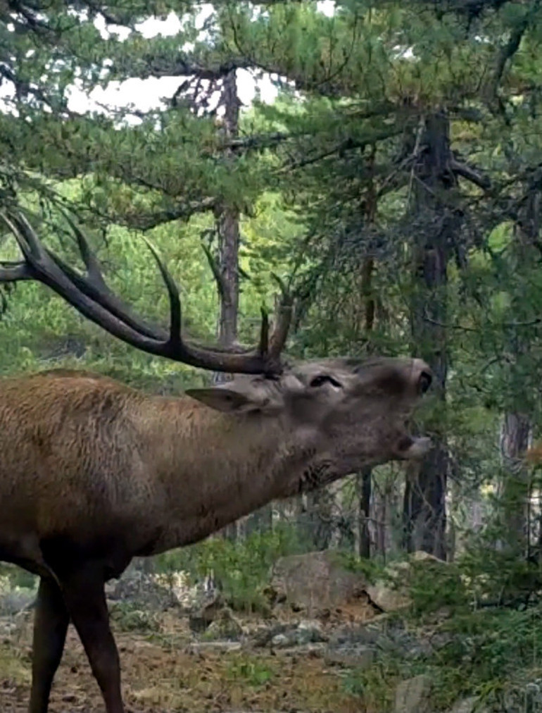 Fotokapana yansıyan kızıl geziğin profili