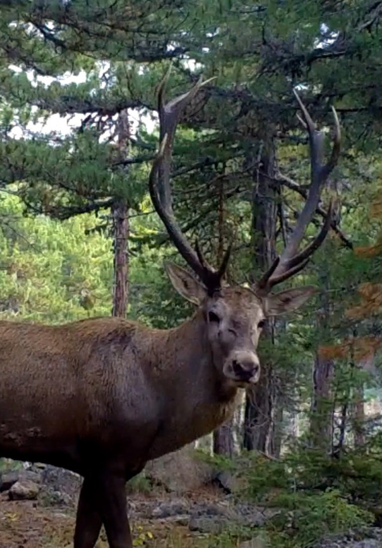 Kızıl geyiğin fotokapan görüntüsü