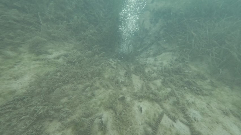 Sapanca Gölü'nde kabarma gözlemi