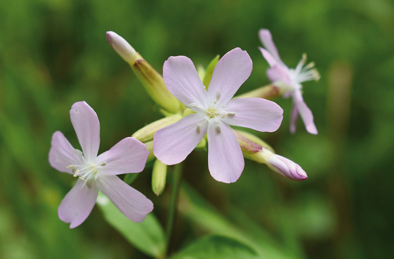 Gastronomi kazanında kaynayanlar