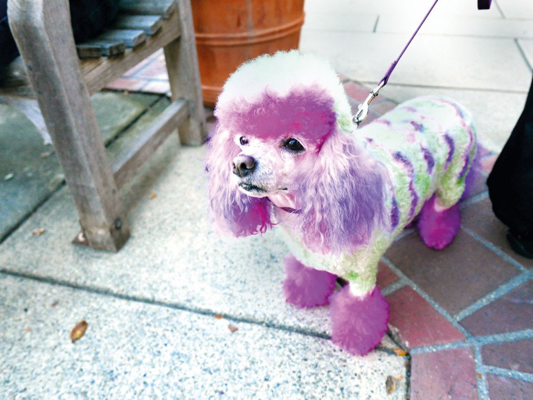 Kedi ve köpeklerin sağlığı için 6 önemli konu