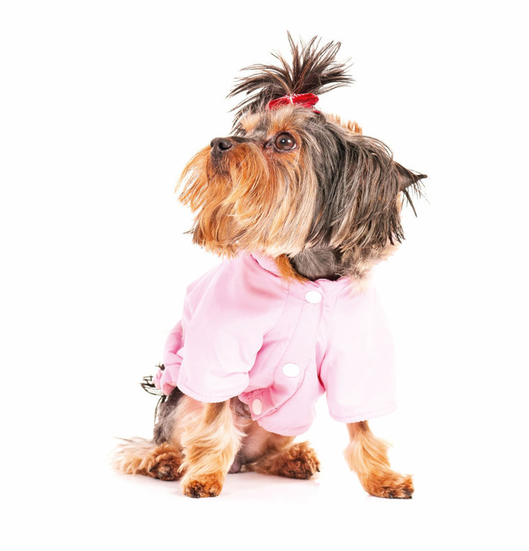 Kedi ve köpeklerin sağlığı için 6 önemli konu