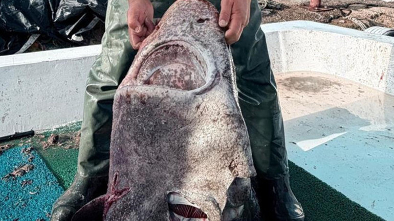 Marmara Denizinde görüldü: 4 metre uzunluğunda İlk defa böyle bir şeyle karşılaştım