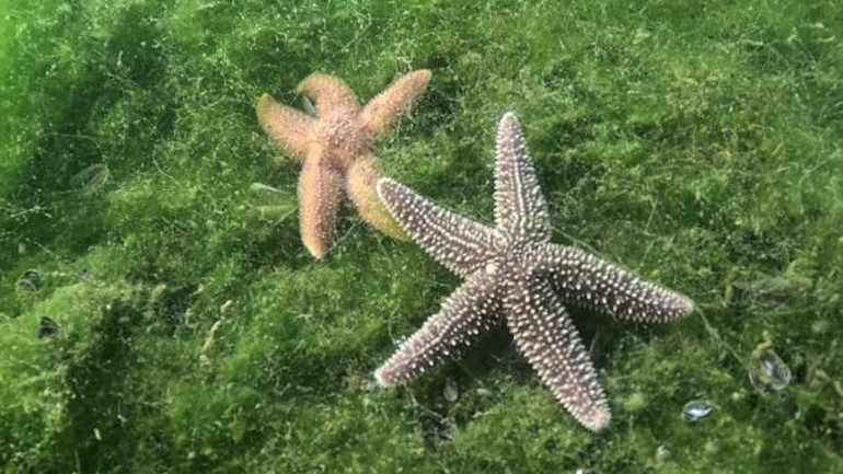 Belediye başkanı İzmit Körfezinin derinliklerine indi: Gözlerine inanamadı Burada çok daha farklı şeyler görmeye başlayacağız