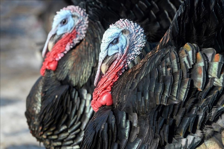 Trump, Gobble ve Waddle adlı iki hindiyi affetti