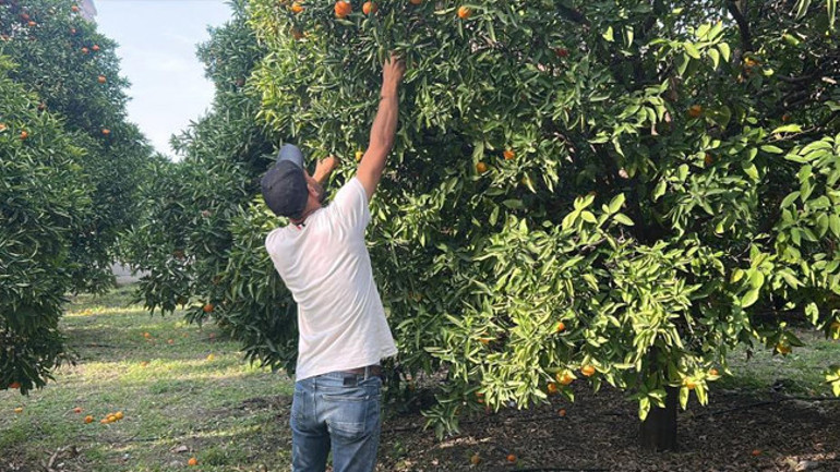 Ücretsiz dağıtıldığını duyan geldi Hem yiyoruz hem de stres atıyoruz