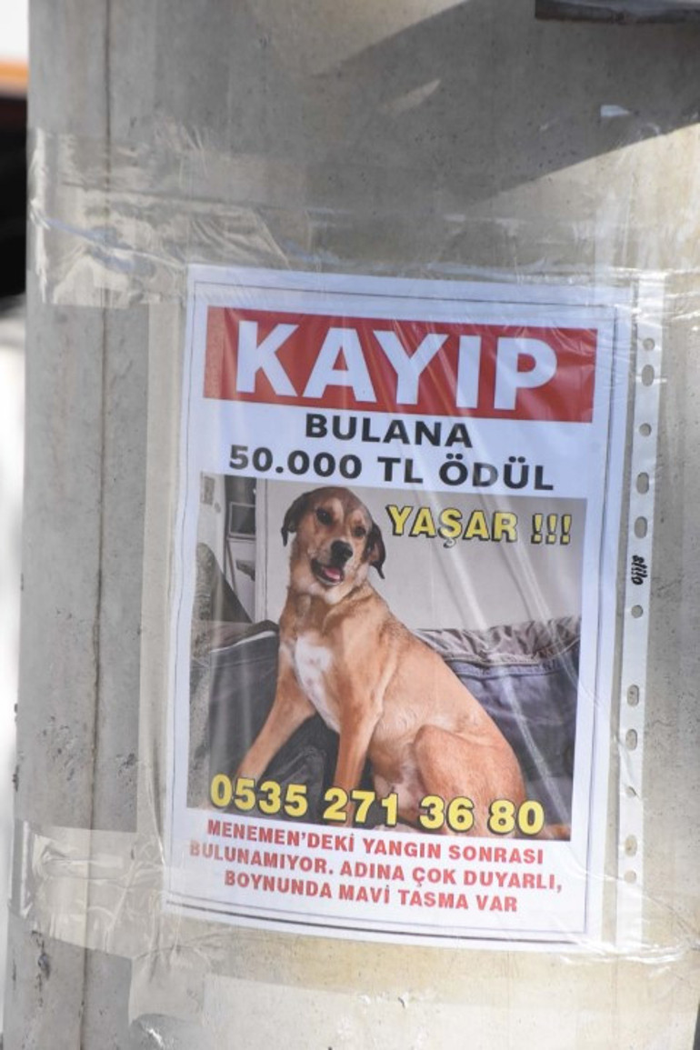 Arkadaşının evinde çıkan yangında köpeği kayboldu: Bulana ödül verecek