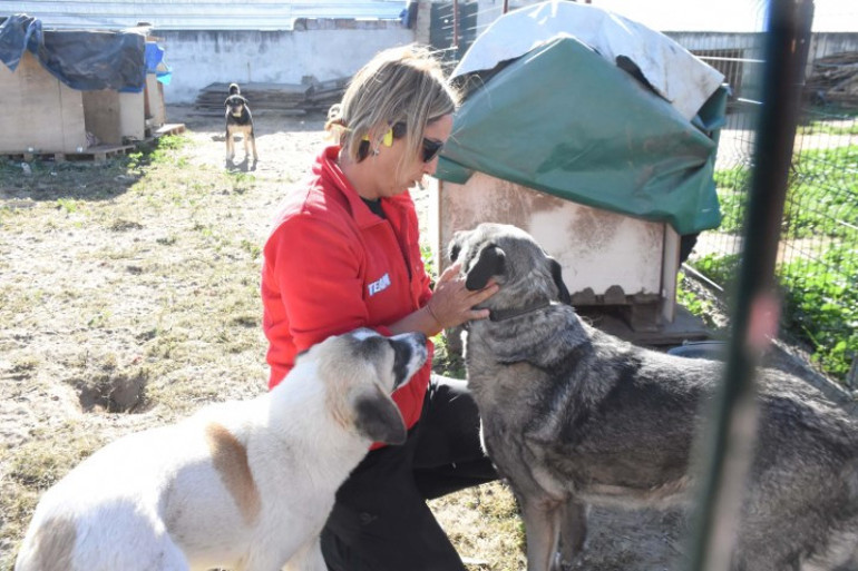 Arkadaşının evinde çıkan yangında köpeği kayboldu: Bulana ödül verecek