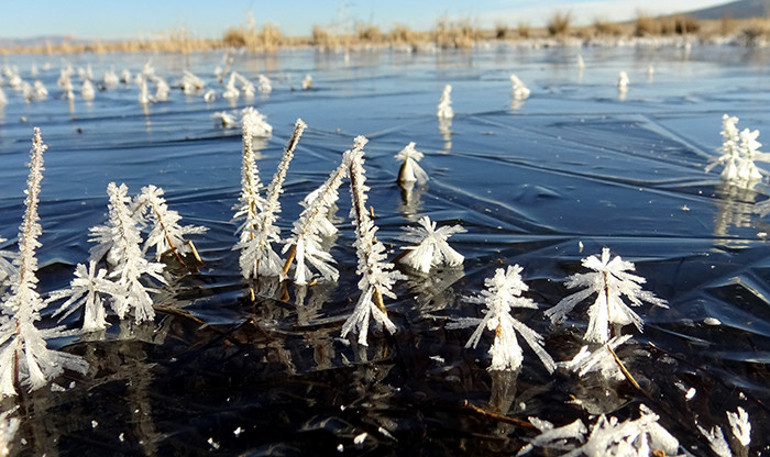 Kırağıyla kaplanmış ağaçlar ve araçlar
