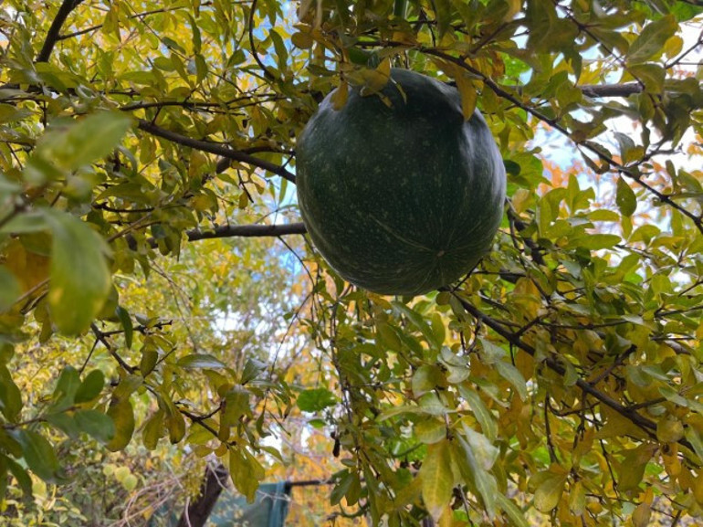 Nar ağacında açan meyve hayrete düşürdü |  Bugüne kadar böyle bir şey hiç görmedim