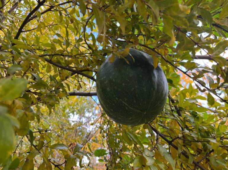 Nar ağacında açan meyve hayrete düşürdü |  Bugüne kadar böyle bir şey hiç görmedim