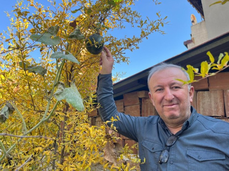 Nar ağacında açan meyve hayrete düşürdü |  Bugüne kadar böyle bir şey hiç görmedim