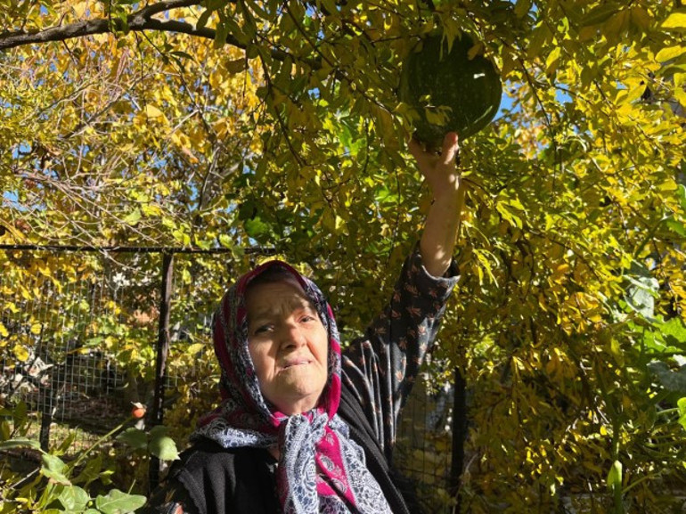 Nar ağacında açan meyve hayrete düşürdü |  Bugüne kadar böyle bir şey hiç görmedim