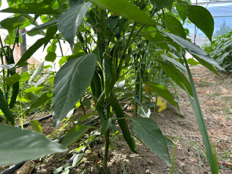 Türkiyenin en acı biberi: Çiftçiler hasat hazırlığına başladı