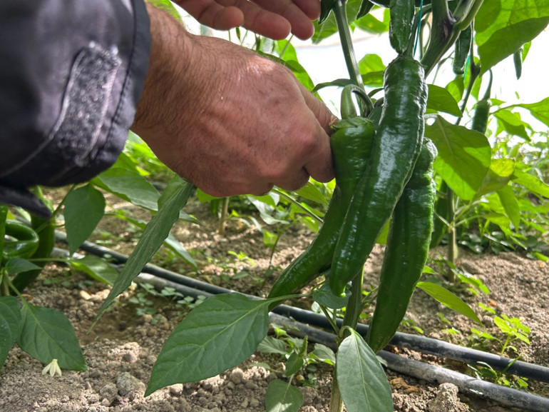 Samandağ biberleri tezgâhta