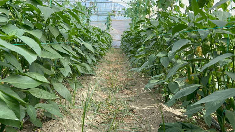 Samandağ biber tarlası