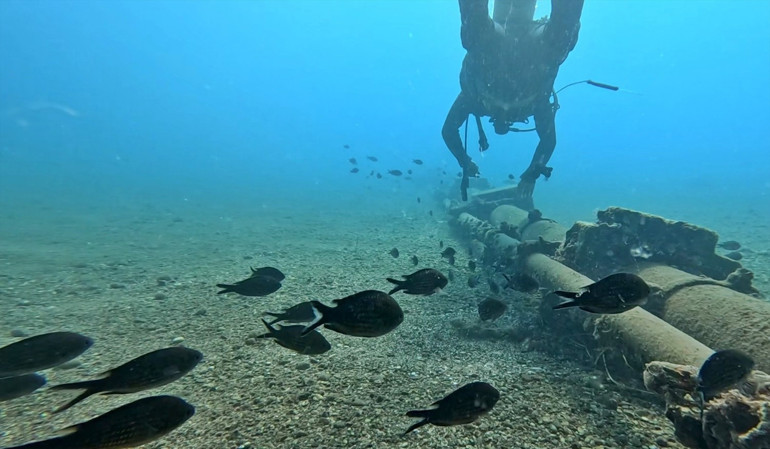 Akdenizde balıklar arasında rekabet: Kızıldeniz türleri yerli türleri baskılıyor Çözümü yok zamanla denge oluşacak