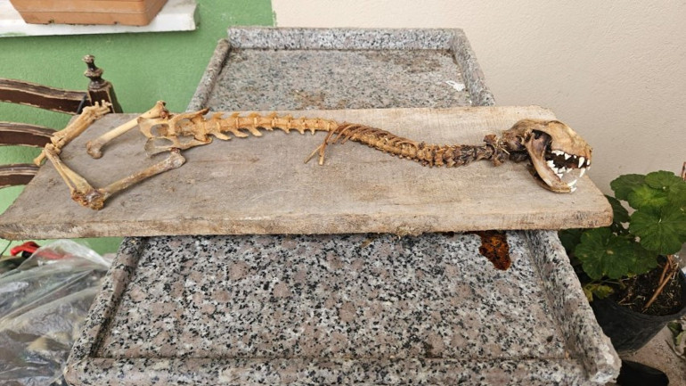 55 santim boyunda, yırtıcı dişlere sahip Artvinli vatandaş ahırında buldu, gözlerine inanamadı | İlk kez böyle bir şey gördüm