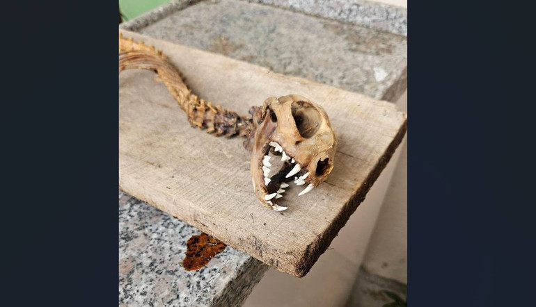 Ahırda bulunan 55 santimetrelik hayvan iskeleti