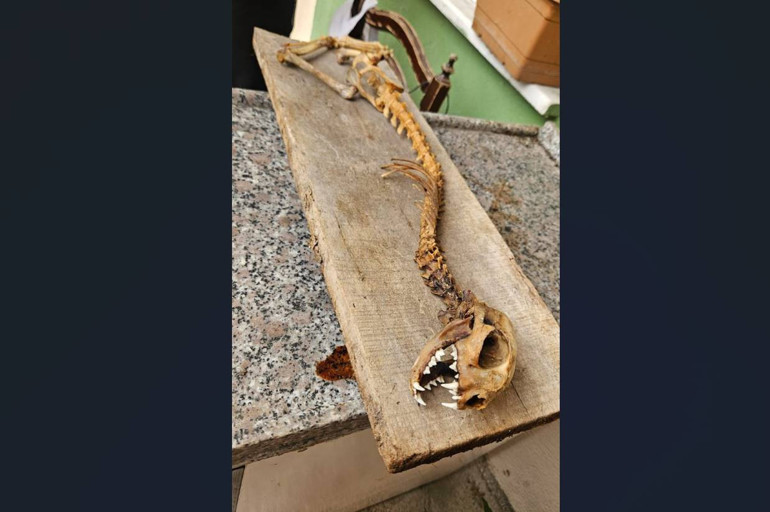 Ahırda bulunan iskeletin detay görüntüsü