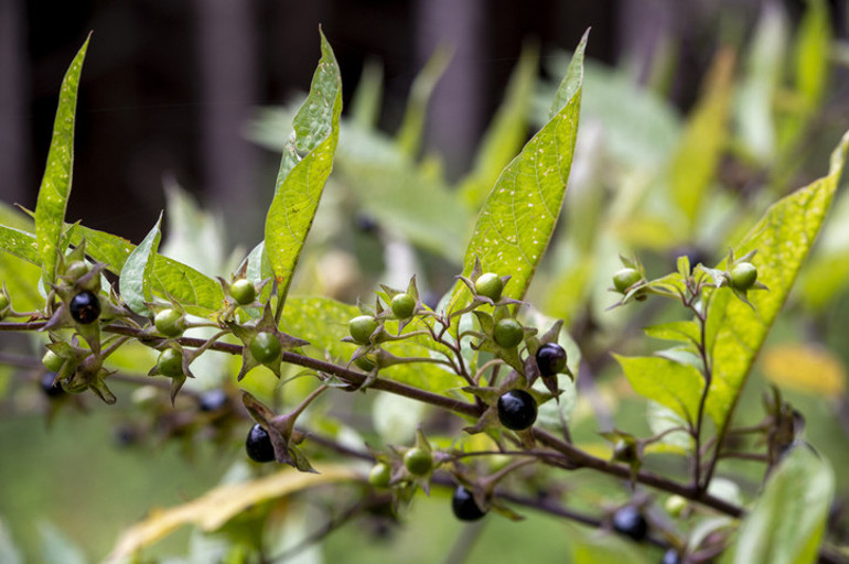 Güzelavrat otu, ıspanak yapraklarının arasına karışıp zehirliyor Kökleri yoksa almayın Ciddi vakalarda nöbet ve koma gelişebilir