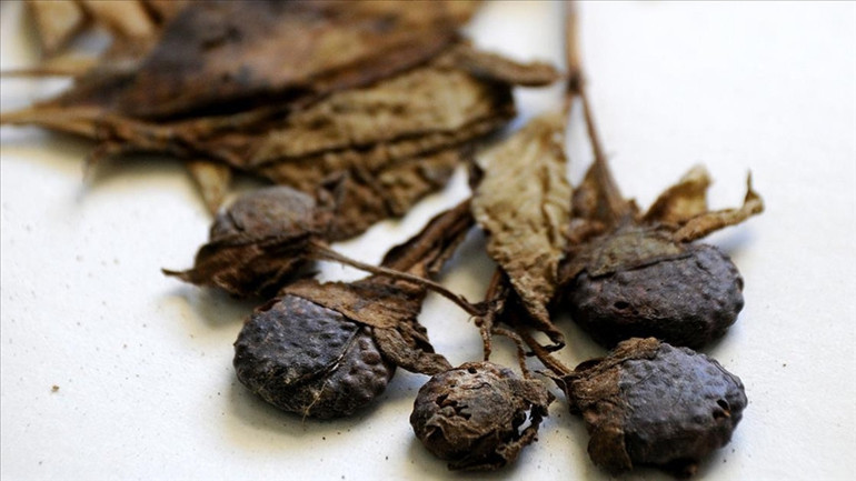 Güzelavrat otu, ıspanak yapraklarının arasına karışıp zehirliyor Kökleri yoksa almayın Ciddi vakalarda nöbet ve koma gelişebilir