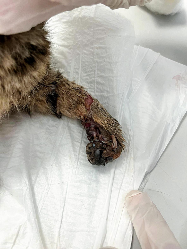 Yavru kediye işkence