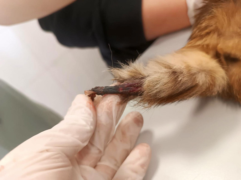 Yavru kediye işkence