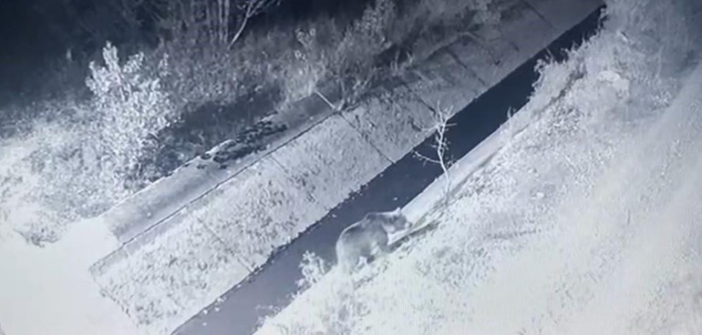  Hala etrafta dolaşmaya devam ediyorlar