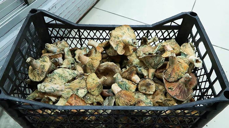 İstanbulda 60 kişiyi zehirledi: Yedikten 5 saat sonra etkisi başlıyor Uzmanı uyardı: Yok edici melek gibi isimler koymuşlar