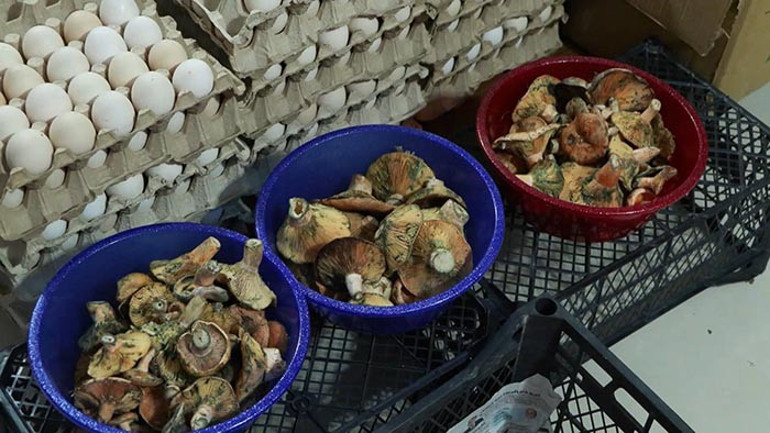 İstanbulda 60 kişiyi zehirledi: Yedikten 5 saat sonra etkisi başlıyor Uzmanı uyardı: Yok edici melek gibi isimler koymuşlar