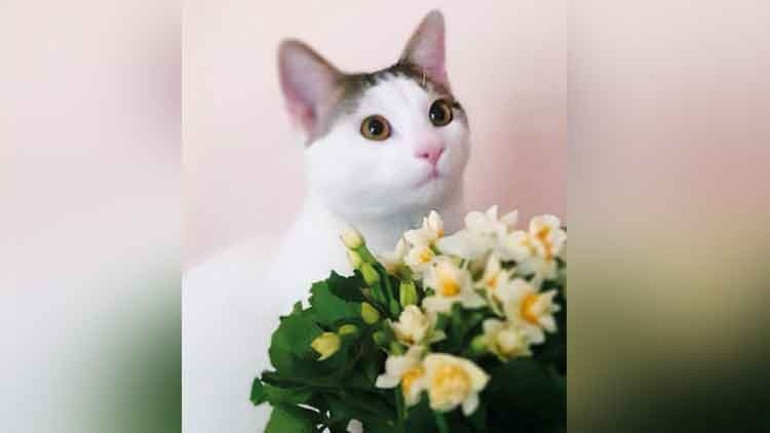 Kediler için obezite ilacı