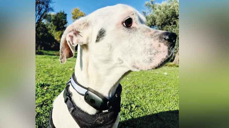 Kediler için obezite ilacı