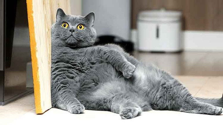 Kediler için obezite ilacı