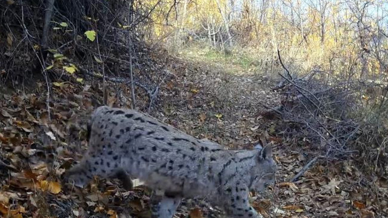  Fotokapana yakalandı Kentte heyecan yarattı