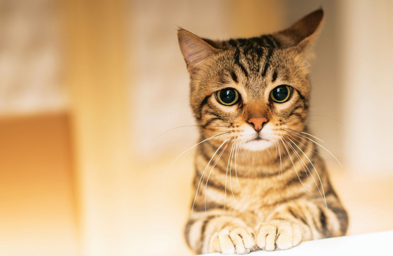 Aşı olmazlarsa tedavisi zor hastalıklar yaşayabilirler