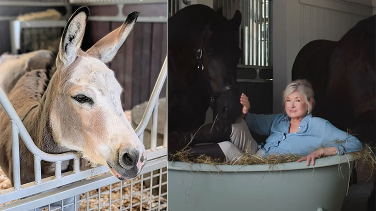 Yıllardır çiftliğinde atları ve eşekleriyle yaşıyor… Ünlü sunucu kararını çoktan vermiş: Ölünce beni onların yanına gömün
