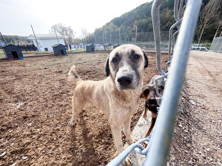 Can dostlara örnek barınak