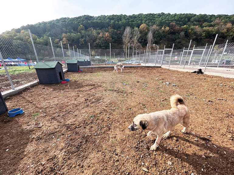 Can dostlara örnek barınak