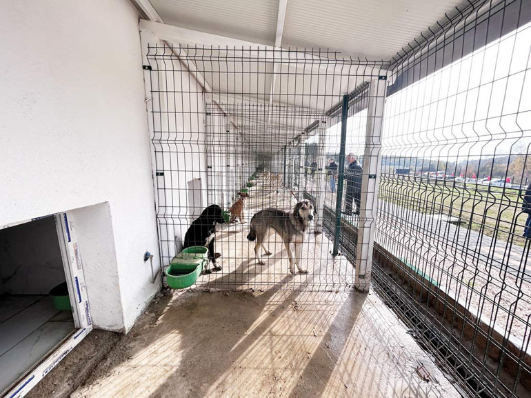 Can dostlara örnek barınak