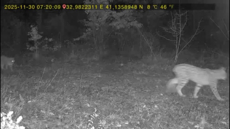 Ormanda birlikte dolaşırlarken fotokapana yansıdılar