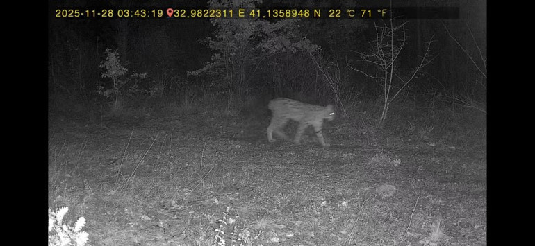 Ormanda birlikte dolaşırlarken fotokapana yansıdılar