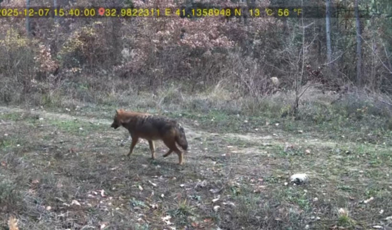 Ormanda birlikte dolaşırlarken fotokapana yansıdılar