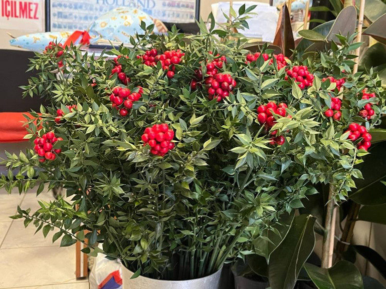  500 liradan satılıyor Alana şans getirdiğine inanılıyor