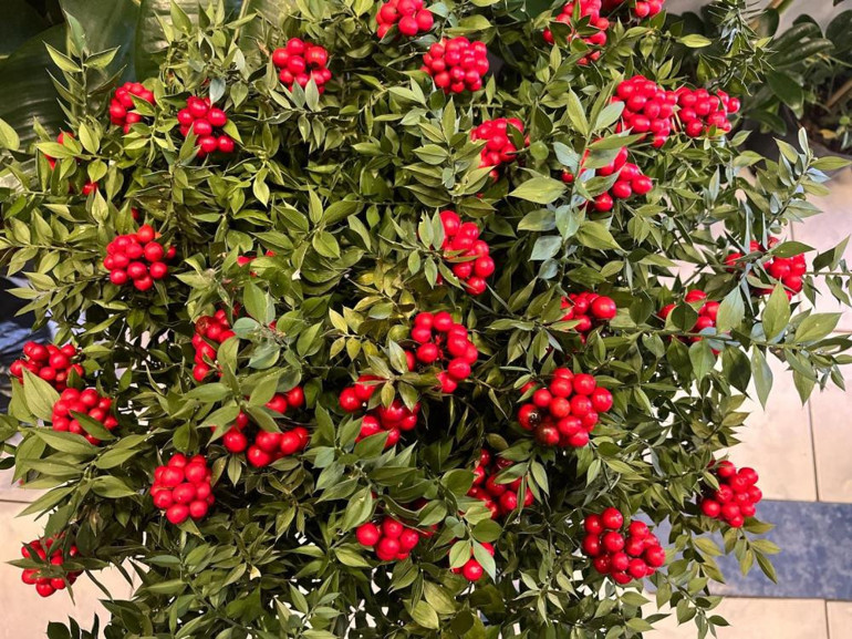  500 liradan satılıyor Alana şans getirdiğine inanılıyor