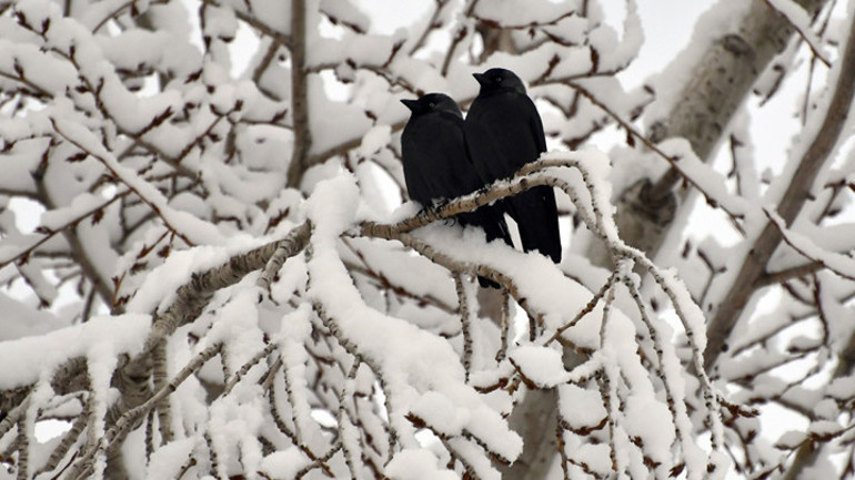 Dikkat Meteorolojiden bölge bölge hava durumu uyarısı: Kar, kuvvetli sağanak, pus, sis, buzlanma...